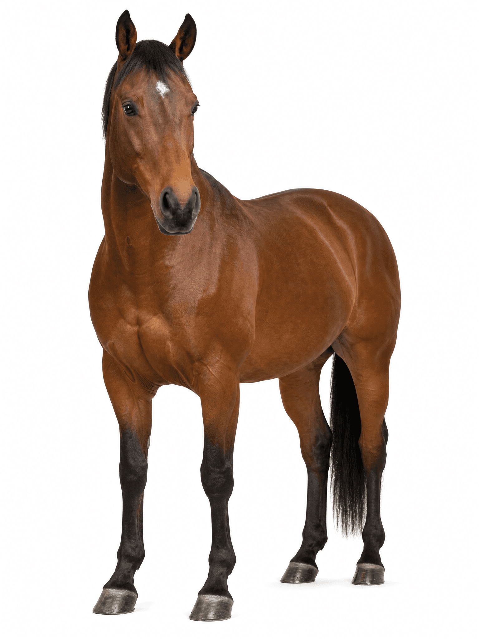 Equinos