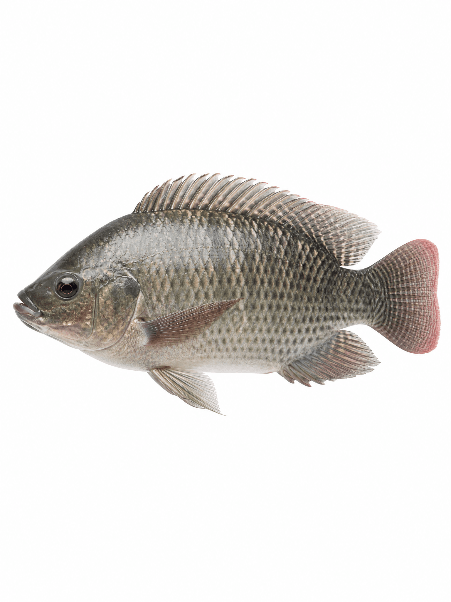 Peixe